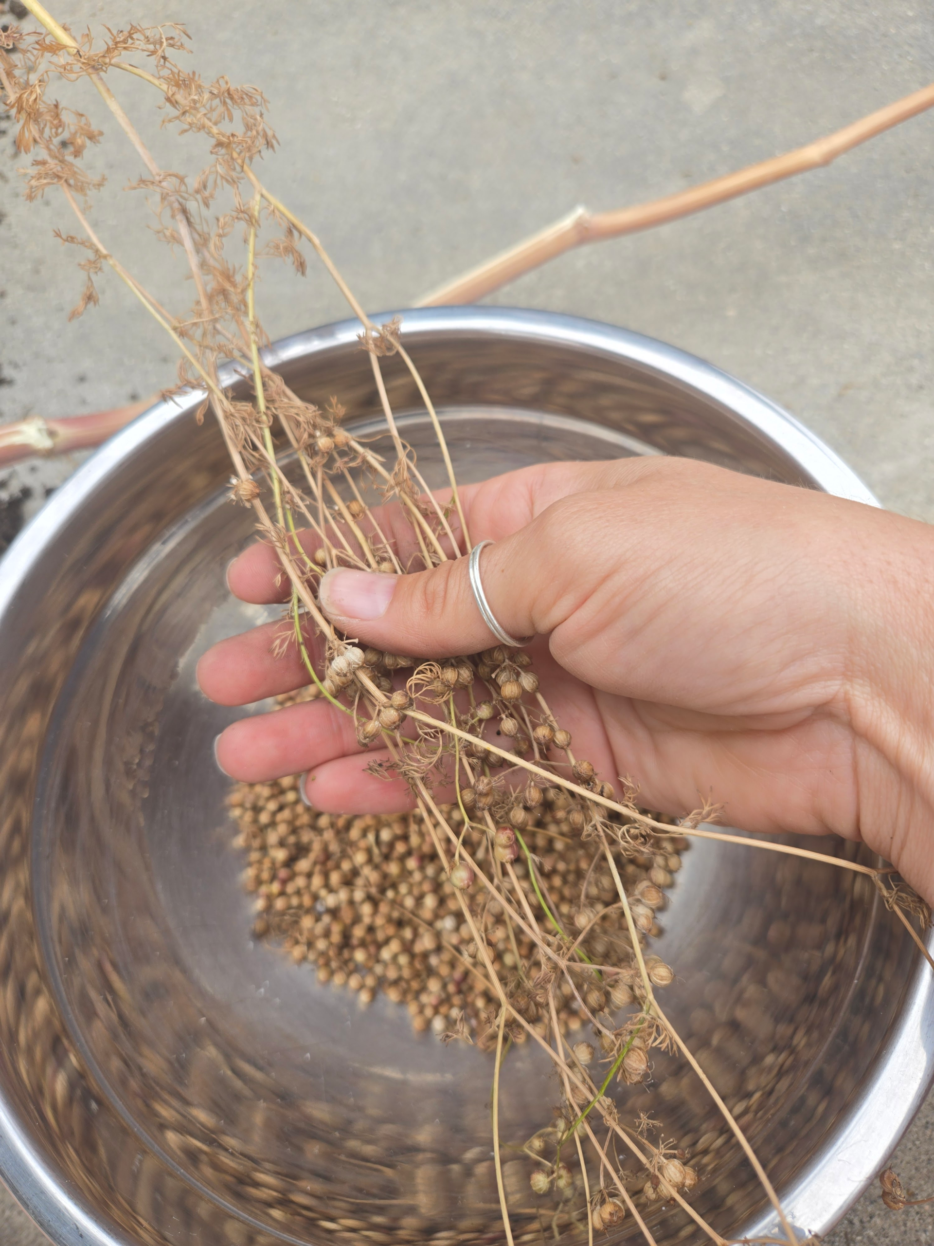 Harvesting Coriander Seeds